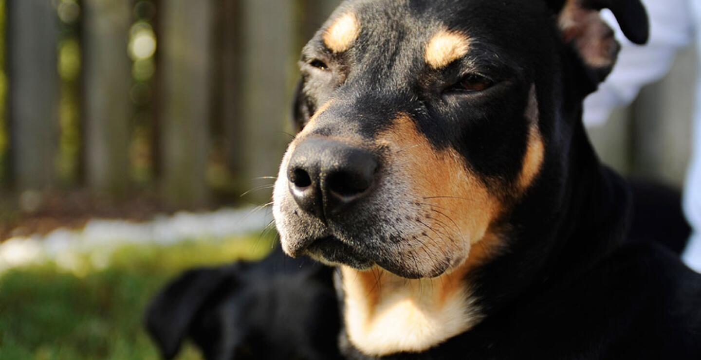Lazarus, el nombre en inglés, llegó al refugio de Ozar City cuando su dueño dijo que no podía hacerse cargo de él. Un camión lo había atropellado y había perdido parte de su pata trasera.