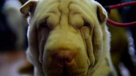 sharpei.jpg