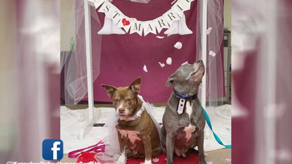 Facebook: @KennebecValleyHumaneSociety