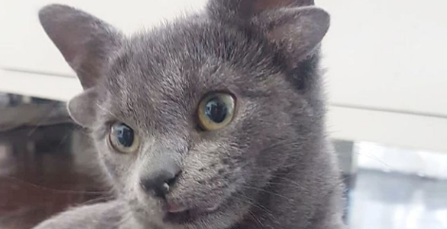 Gatita de cuatro orejas