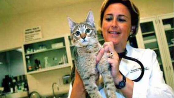 140992_Foto: amolosgatos.com