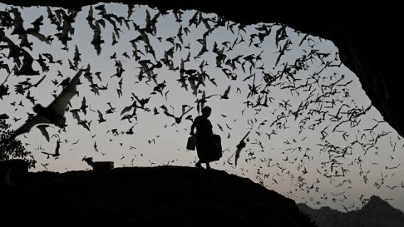 bats.jpg bats.jpg