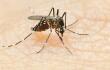 20998_Dengue / Foto de referencia: Getty Images