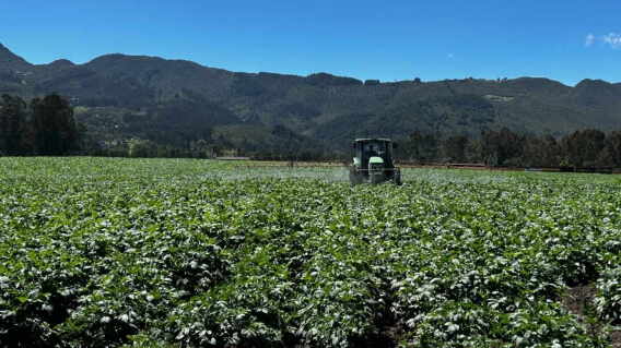 Cultivo de papa, el motor de Colombia