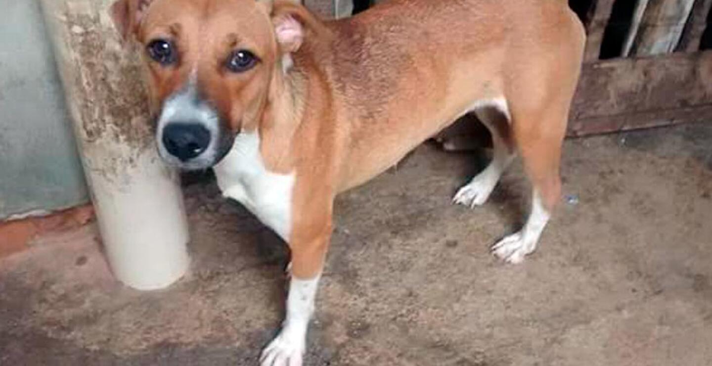 Algunos de estos animales, cuando fueron rescatados, se encontraban en embarazo, con sarna, desnutridos. Con el apoyo de los caleños esperan darles una nueva oportunidad. Otros de ellos fueron recogidos por doña Leo, una recicladora del sector, a