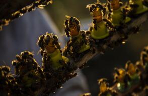 357936_Abejas / Foto: AFP