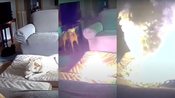 incendio-perro-bateria-litio.jpg incendio-perro-bateria-litio.jpg