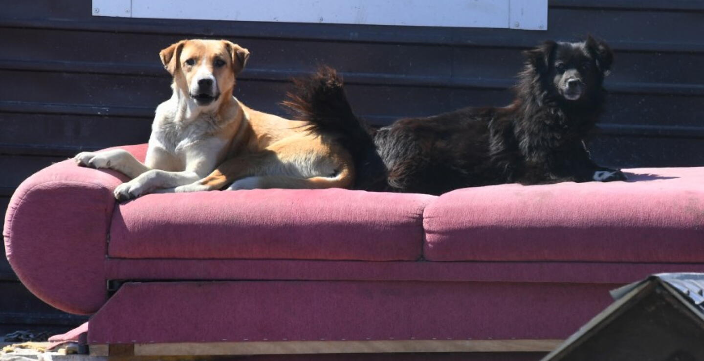 Mascotas hogar de paso