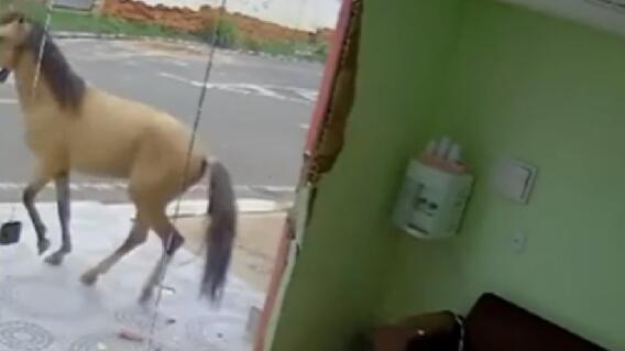 ¿Qué le molestó? Caballo derribó la puerta de un consultorio odontológico ¿Qué le molestó? Caballo derribó la puerta de un consultorio odontológico