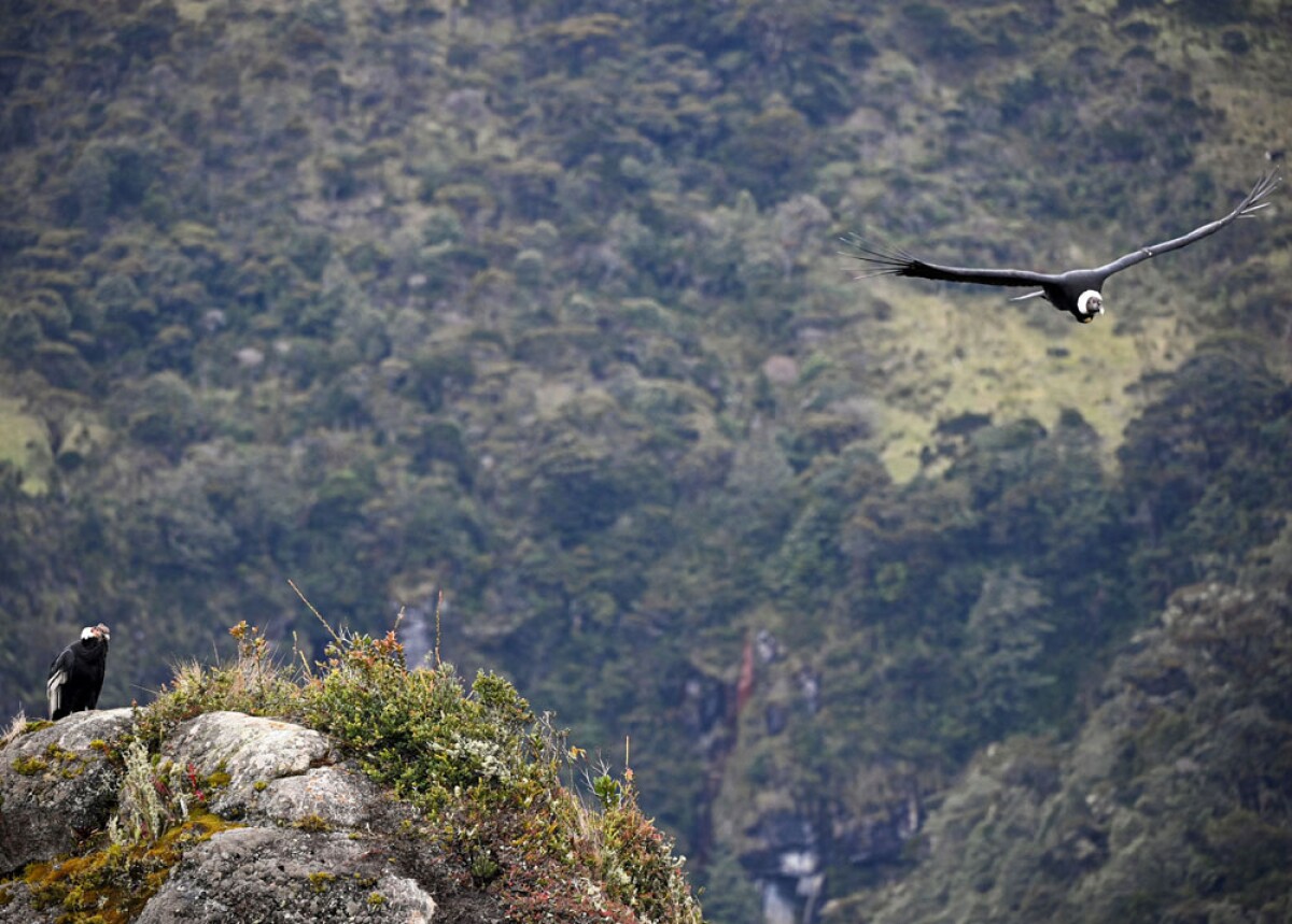 avistamiento a condor en purace cauca 1.jpg