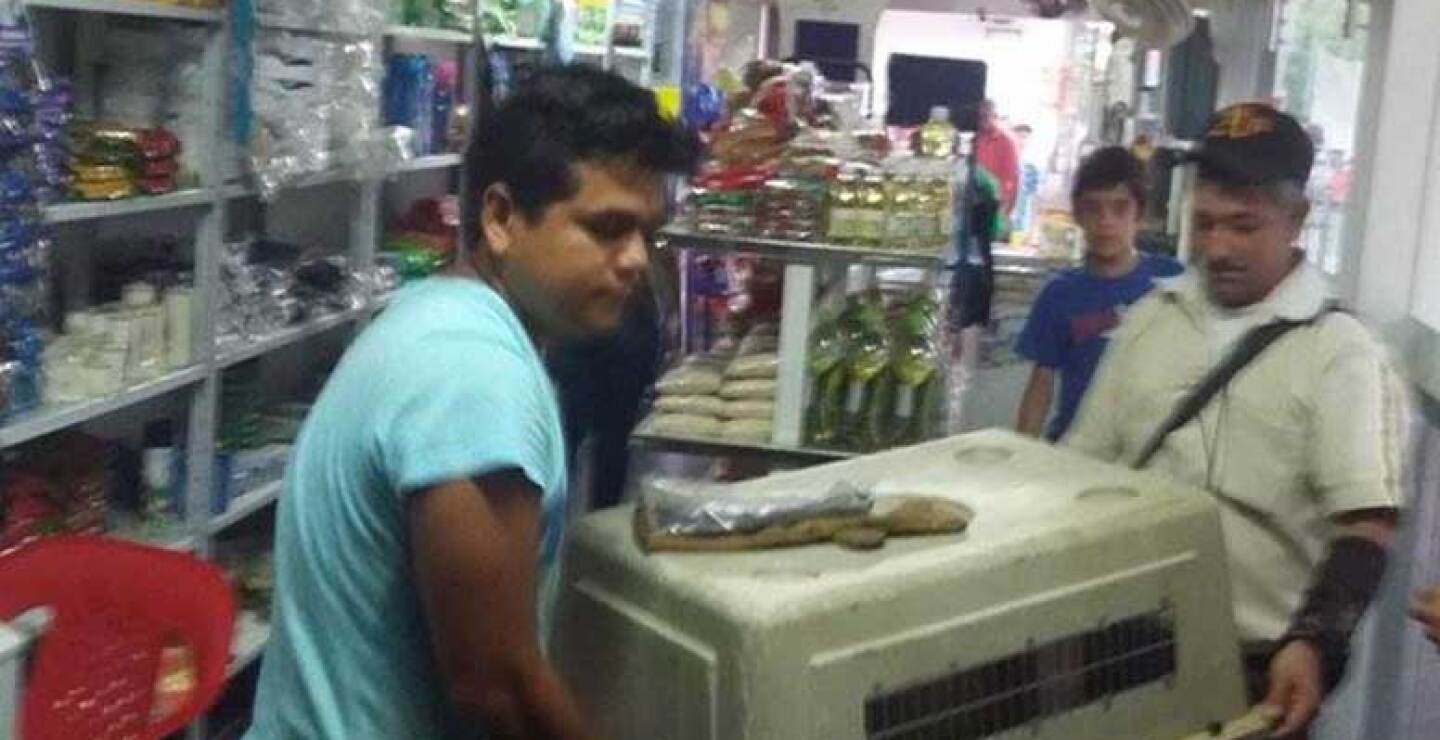 Vecinos de la urbanización de La Florida habían advertido a las autoridades de la presencia en las calles de este felino adulto, que al ser perseguido terminó ingresando a un local comercial de la zona.