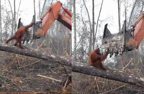 331844_orangutan.jpg