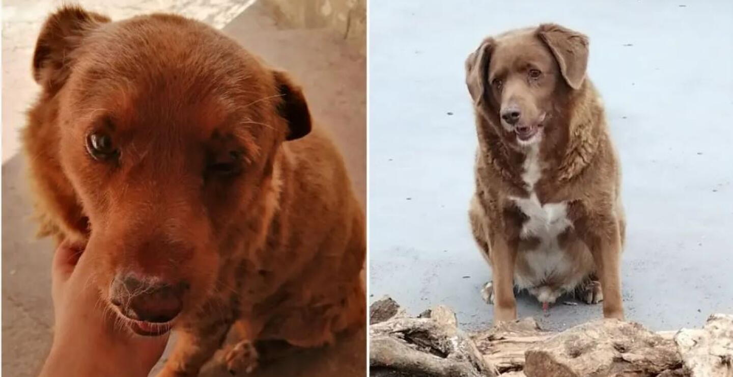 Bobi, el perro más viejo del mundo, cumple 31 años