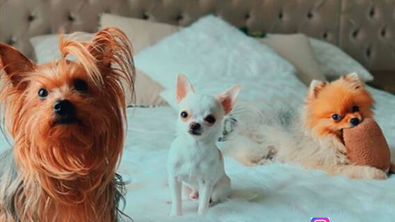 lina-tejeiro-mascotas.jpg