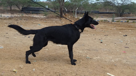 Alaska, perrita envenenada en Riohacha.
