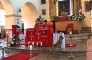 Perrito roba pan de misa