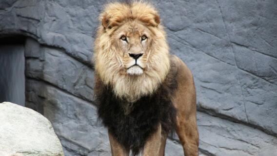 Hombre se despertó para orar y encontró un león frente a él Hombre se despertó para orar y encontró un león frente a él