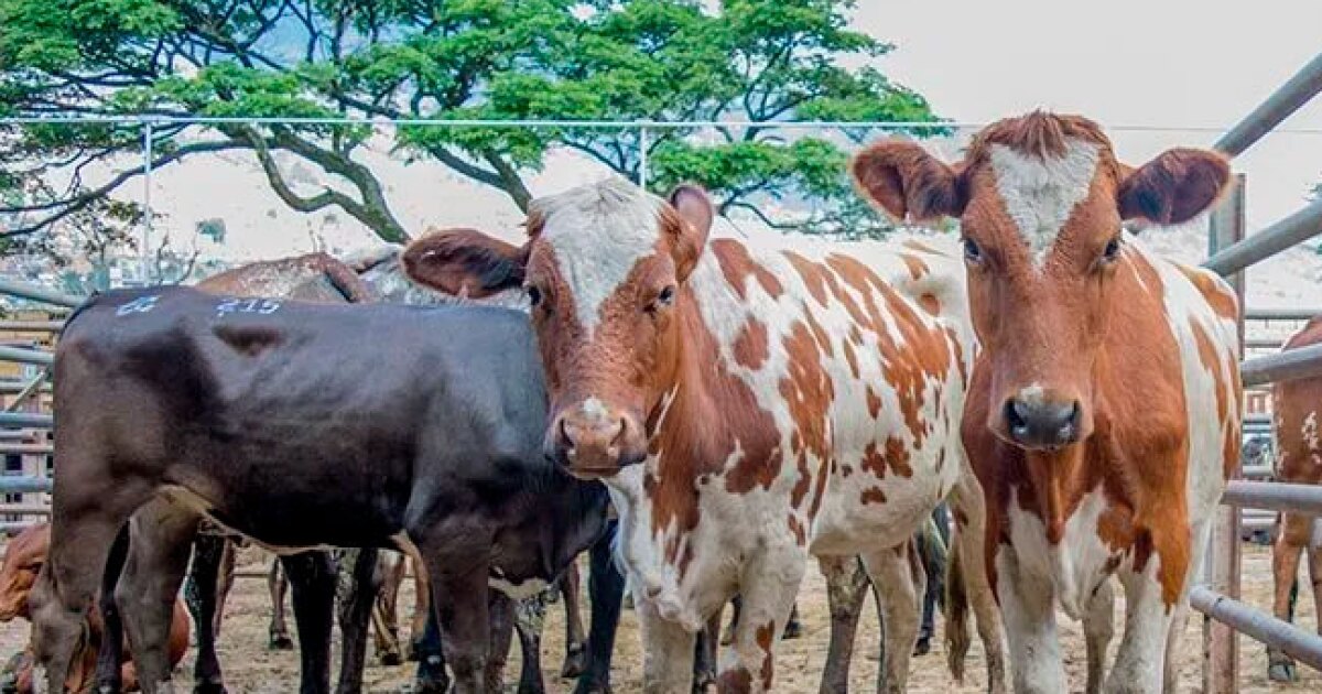 Las consecuencias del cierre del matadero de la Feria de Ganado de