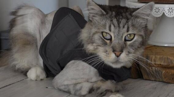20839_Gato con marcapasos / Foto: CES 20839_Gato con marcapasos / Foto: CES