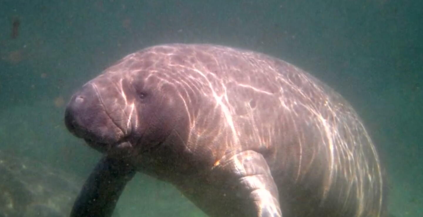 Manatí antillano, especie desplazada a lagunas y ciénagas por la acción del hombre