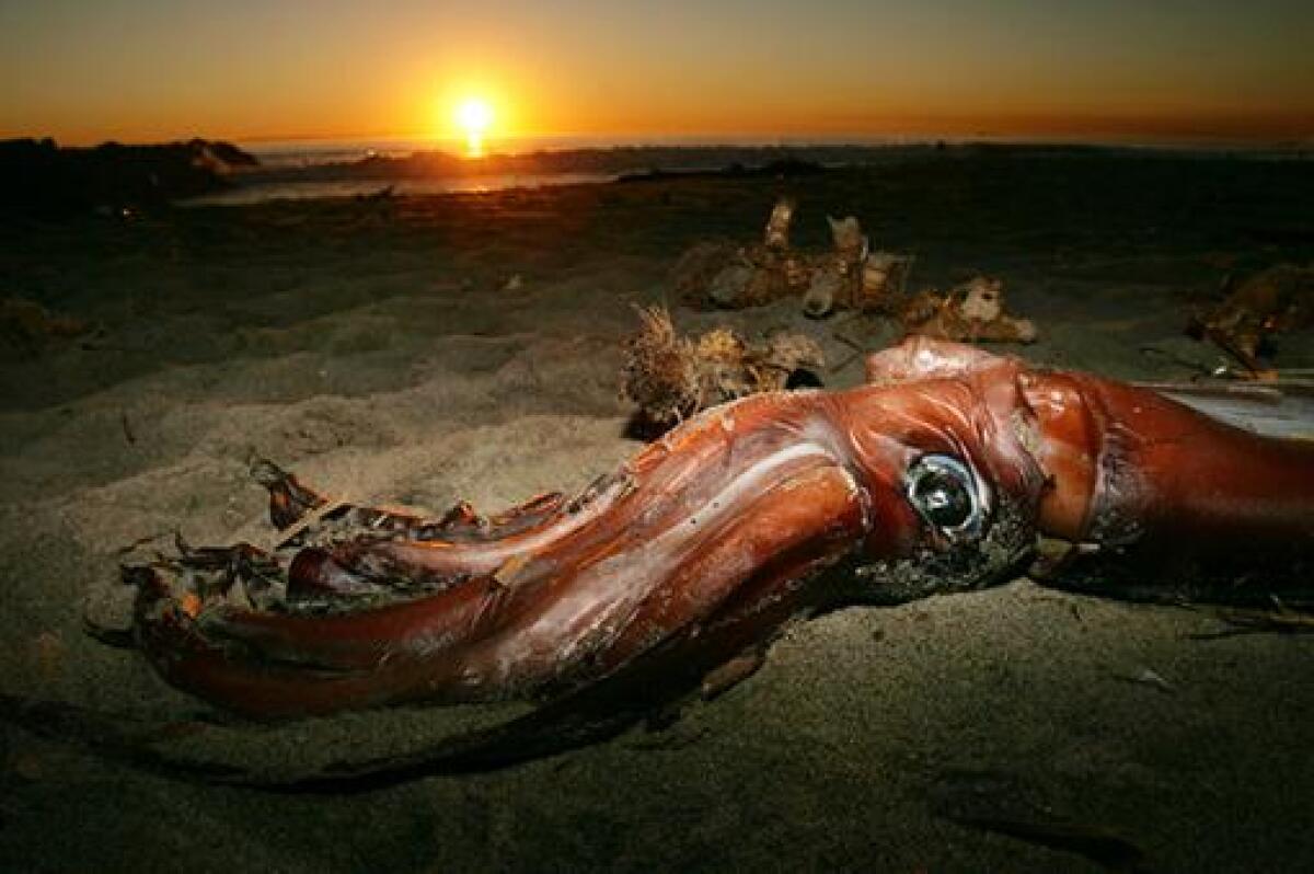 24498_Calamar Gigante / Foto: -AFP-