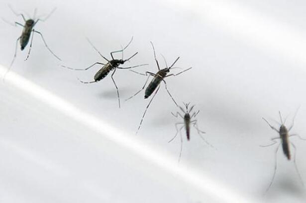 24132_Foto: Mosquito zika chikunguña / AFP