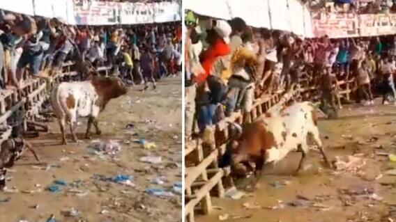 Joven murió corneado por un toro en Usiacurí, Atlántico: ataque quedó en video Joven murió corneado por un toro en Usiacurí, Atlántico: ataque quedó en video