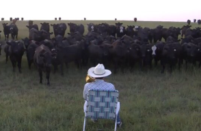 Concierto a vacas 