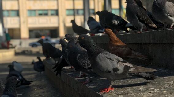 355671_BLU Radio. Aves y palomas en el centro de Bucaramanga / Foto: Blu Radio