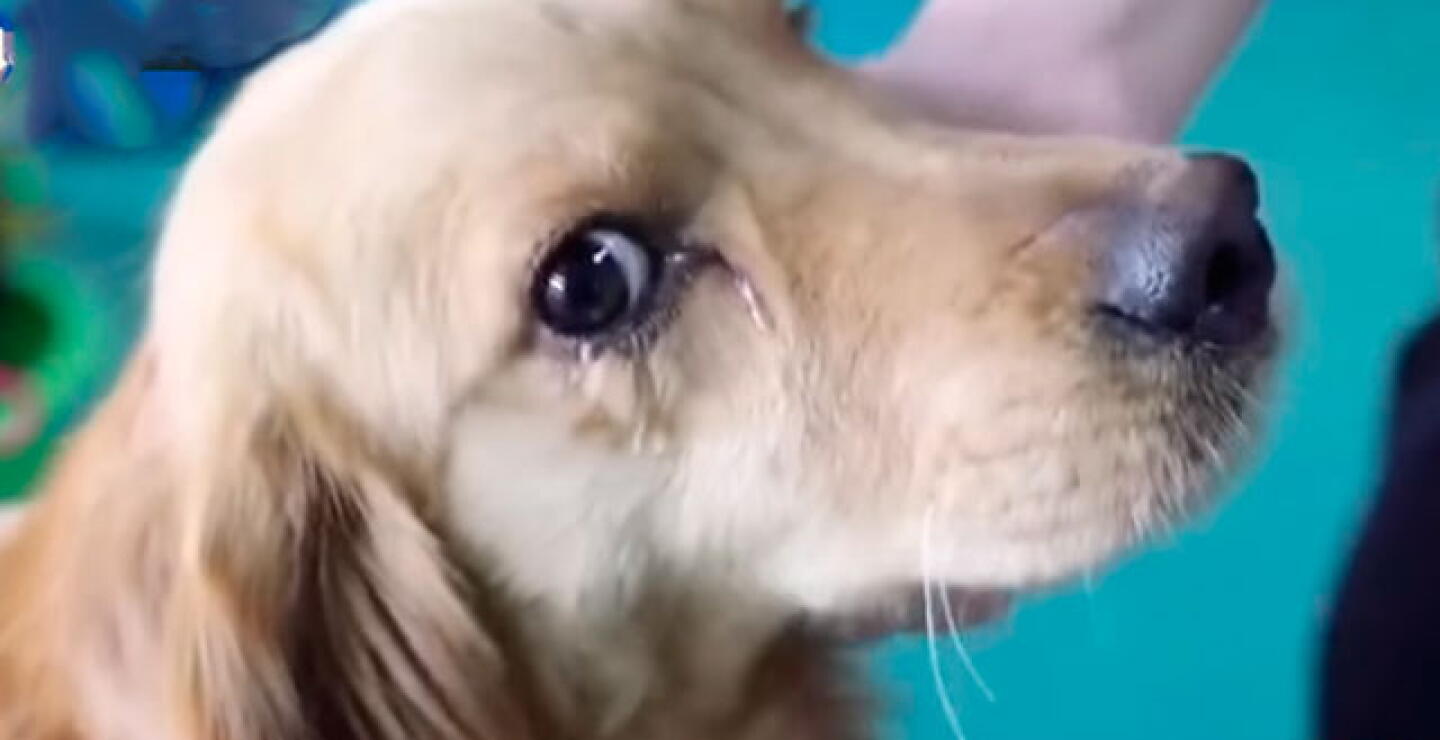 perro.jpg