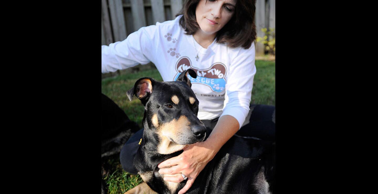Tras contar la increíble historia en las redes sociales, el refugio encontró a una madre sustituta que ahora lo cuida.