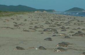 tortugas-mexico.jpg