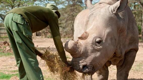 342013_Rinoceronte blanco - EFE