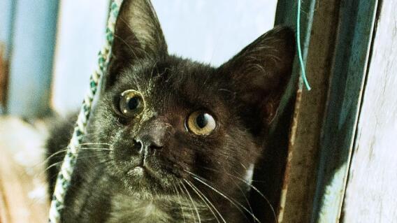 hombre sin hogar vende frutas en Bangkok para alimentar gatos hombre sin hogar vende frutas en Bangkok para alimentar gatos