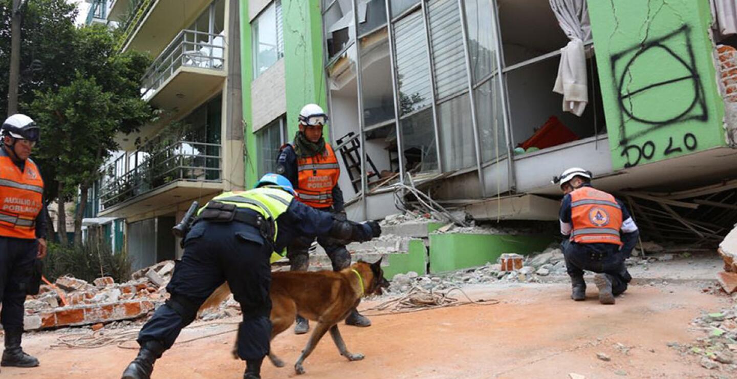 Los perros son usados para entrar a estructuras inestables, en las que es peligroso la entrada de humanos.