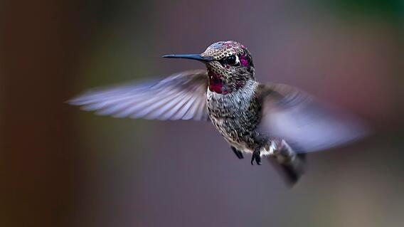 Colibrí, imagen de referencia Colibrí, imagen de referencia