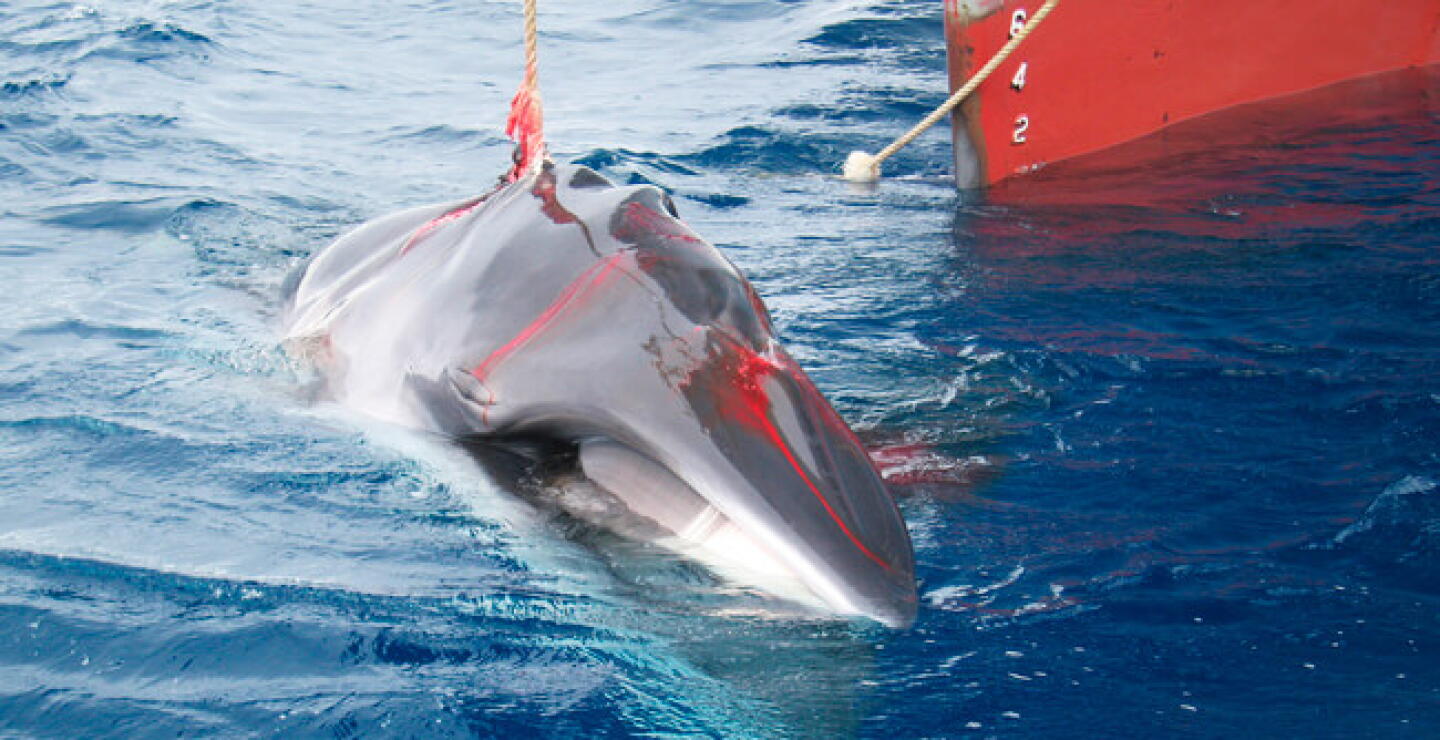 ballena_2.jpg
