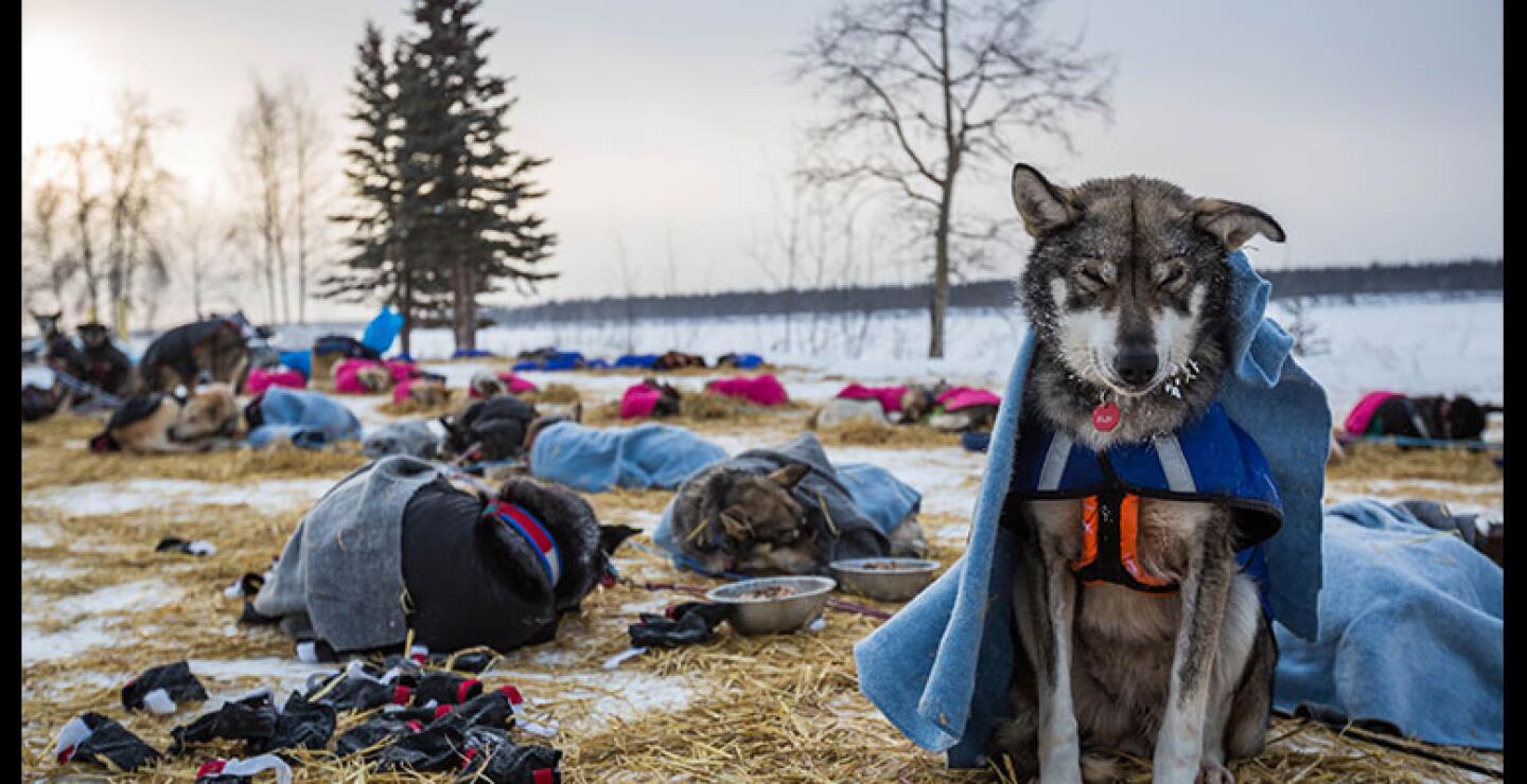 Las gélidas ráfagas pueden causar graves dolorosas quemaduras a los competidores. 