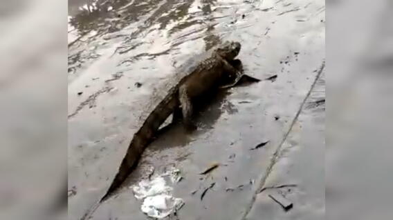 Caimanes En Rio Video: caimanes llegan a barrios de Río de Janeiro por la fuerte ola ...