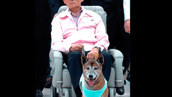 perradelrey.gif