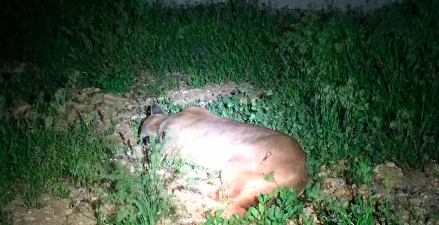 Pero el animal salió huyendo provocando una frenética búsqueda en la zona.