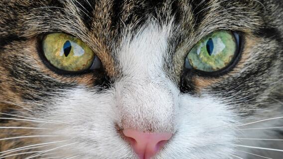 gato.jpg