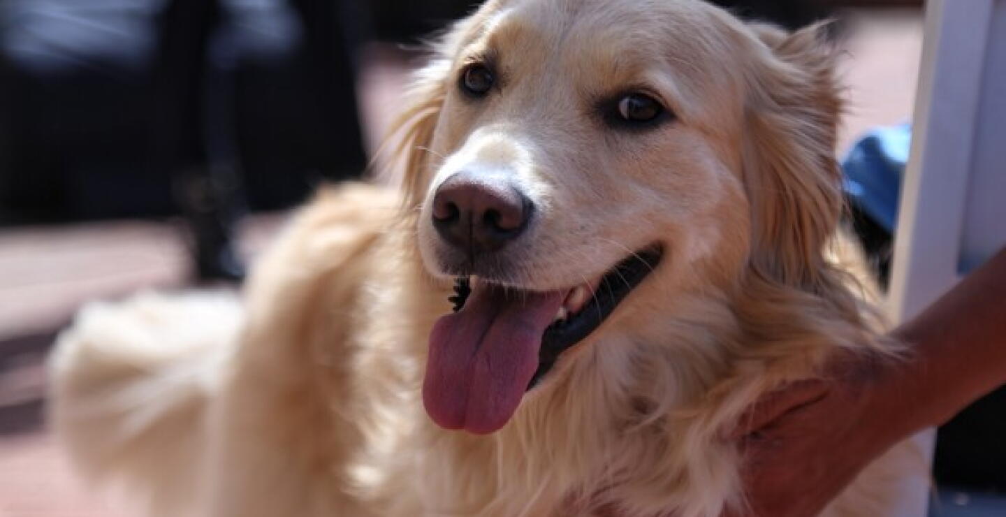 ¿Cómo identificar el nivel de energía de su perrito?