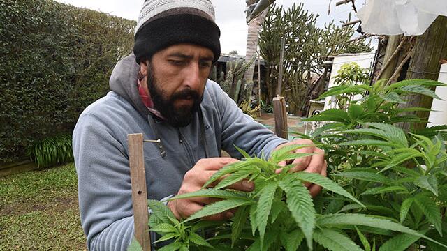 Uruguayos cumplen un año comprando marihuana recreativa en farmacias