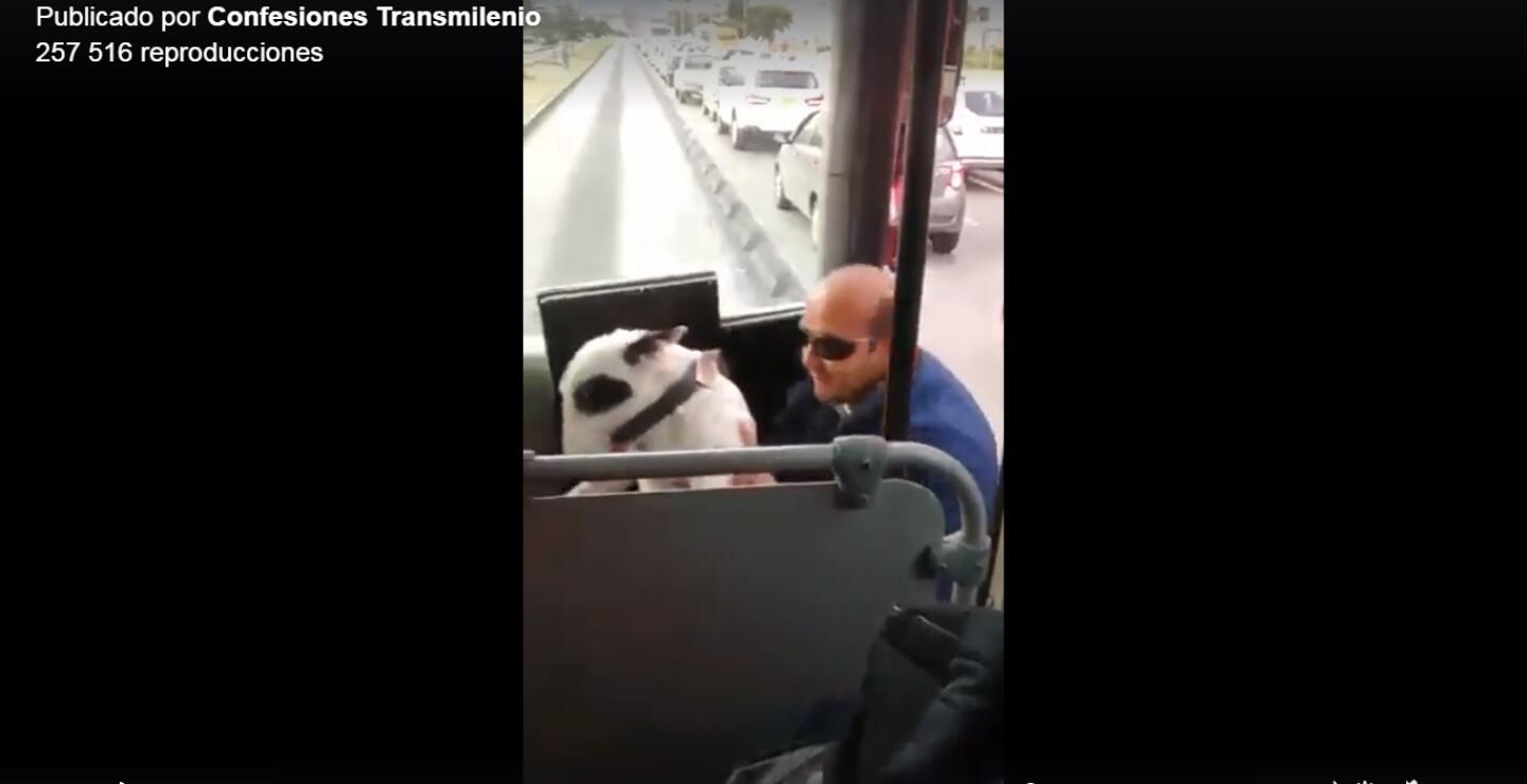 271263_Hombre salvó a perro en Transmilenio. Foto del video de Confesiones Transmilenio