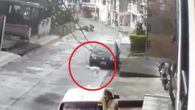 perro es lanzado de un segundo piso en pereira.jpg perro es lanzado de un segundo piso en pereira.jpg