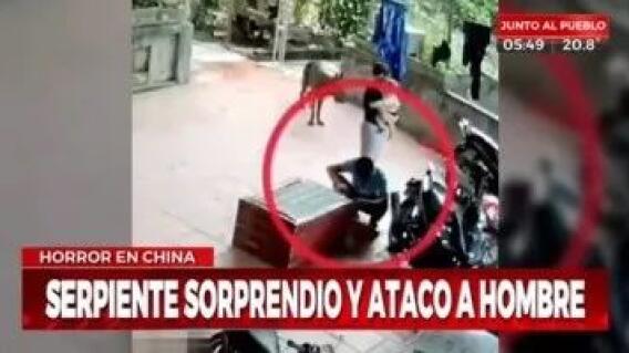 Serpiente muerde a su cuidador Serpiente muerde a su cuidador