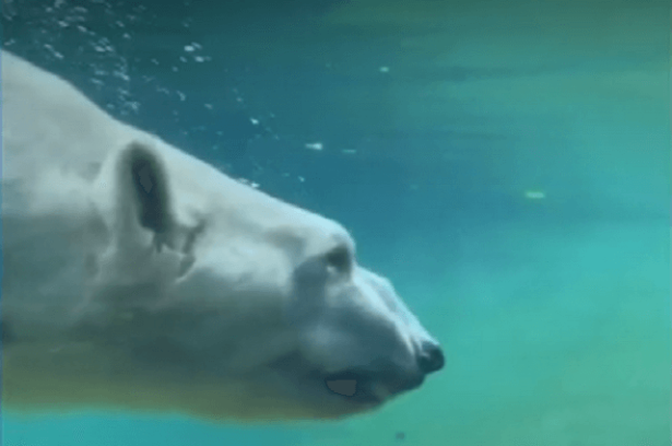 boris_oso_polar.png
