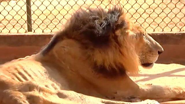 Sacrifican animales heridos y enfermos para darlos como comida a otros en zoológico de Venezuela