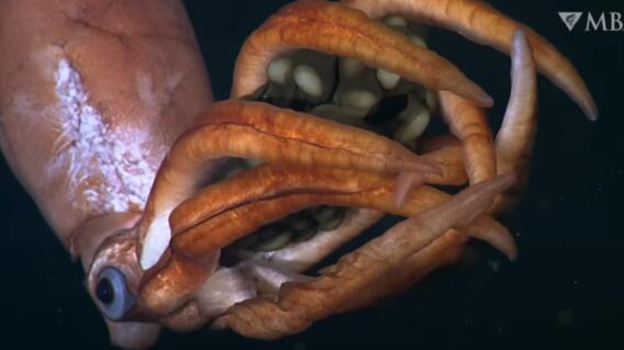 Captaron a extraño calamar en las profundidades del mar; es una especie desconocida Captaron a extraño calamar en las profundidades del mar; es una especie desconocida
